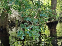 Quercus austrina