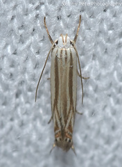 Polyhymno luteostrigella