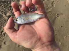 Eucinostomus harengulus