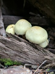 Pholiota flavida
