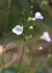 Agalinis tenuifolia