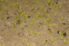 Crassula