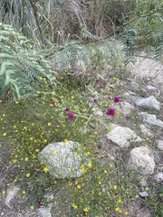 Gomphrena globosa