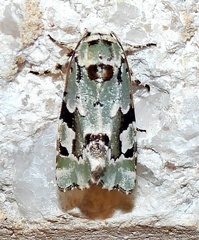 Emarginea percara