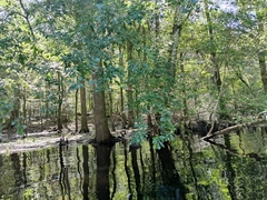 Quercus austrina