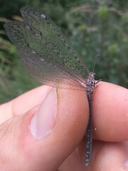 Neuroleon microstenus