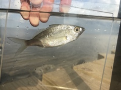 Eucinostomus harengulus