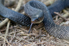 Drymarchon melanurus