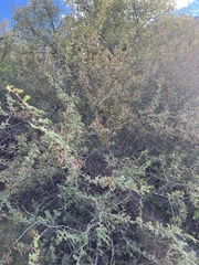 Mimosa aculeaticarpa biuncifera