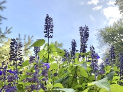 Salvia concolor