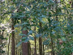 Quercus austrina
