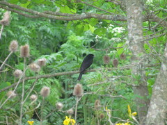Knipolegus cyanirostris