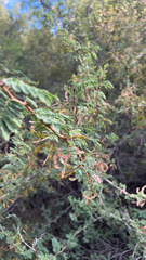 Mimosa aculeaticarpa biuncifera