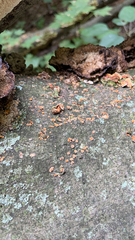 Nectria cinnabarina