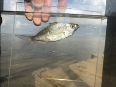 Eucinostomus harengulus