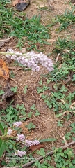 Persicaria barbata