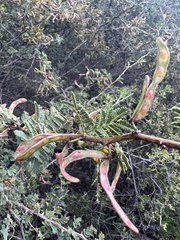 Mimosa aculeaticarpa biuncifera