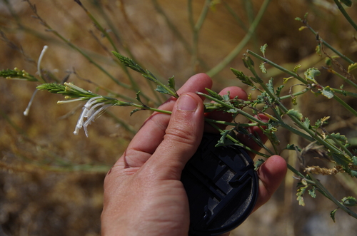 Image of Chascanum garipense by (c) Eric Knight, some rights reserved (CC BY)