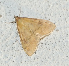 Ostrinia