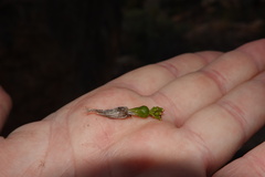Crassula
