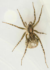 Pardosa pauxilla