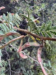 Mimosa aculeaticarpa biuncifera