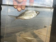 Eucinostomus harengulus