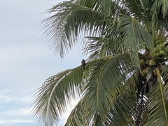 Eudynamys scolopaceus