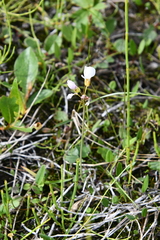 Cardamine pratensis