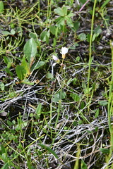 Cardamine pratensis
