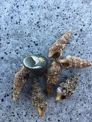 Cerithium rostratum