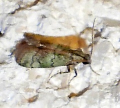 Cacotherapia flexilinealis