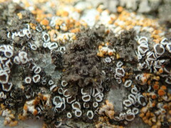 Phaeophyscia nigricans
