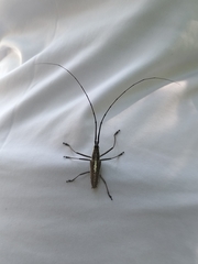 Neoptychodes trilineatus