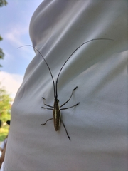 Neoptychodes trilineatus