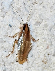 Blattella