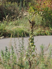 Verbascum phlomoides