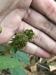 Rudbeckia laciniata