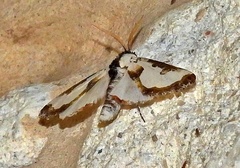 Xerociris wilsonii