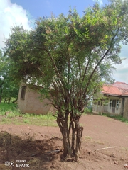 Magnoliopsida
