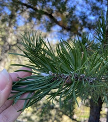 Pinus banksiana