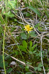Taraxacum glabrum