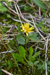 Taraxacum glabrum