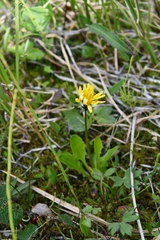 Taraxacum glabrum
