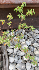 Croton monanthogynus