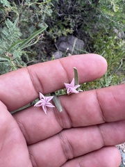 Mimosa aculeaticarpa biuncifera