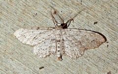 Pimaphera sparsaria