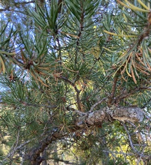 Pinus banksiana
