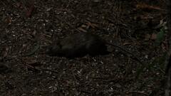 Rattus rattus