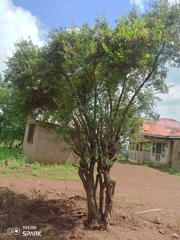 Magnoliopsida